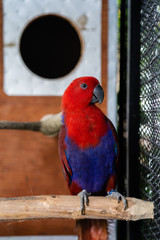 Beautiful red and blue color macaw.