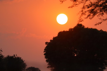 brilliant sun set under silhouette forest tree in the yellow sky, sunset images