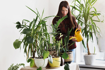 Gardening concept houseplants at home. Young woman watering home plants in room at home