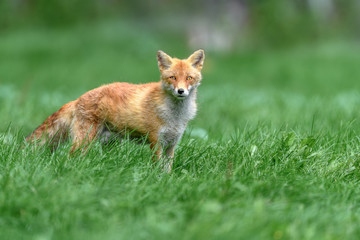 Naklejka na ściany i meble japanese red fox standing on the grass