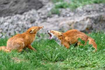 Japanese red fox fighting