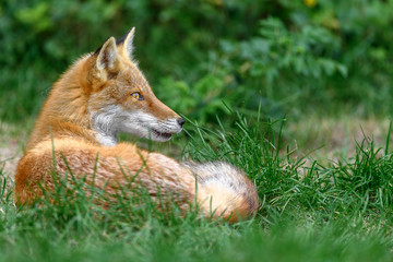 Japanese red fox resting on the grass