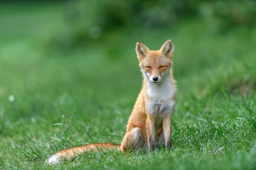 portrait of japanese red fox standing on the grass - 321977406