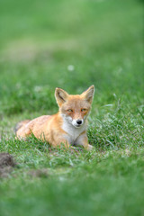 Japanese red fox resting on the grass