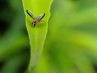 macro shot flies on green leaves.