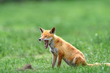 yawning japanese red fox