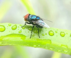 macro flies (diptera) on the green leaves.