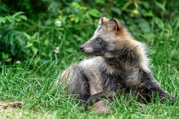 Tanuki Raccoon dog resting on the grass portrait
