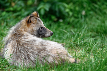 Tanuki Raccoon dog resting on the grass portrait