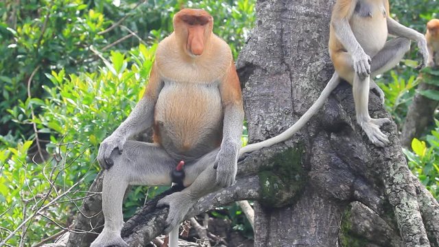 Large male Proboscis Monkey sitting down 