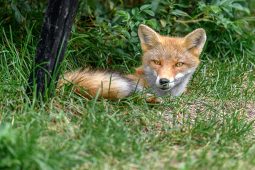 Hokkaido red fox sleeping on grass portrait