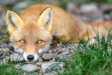 Obraz premium sleepy japanese red fox portrait
