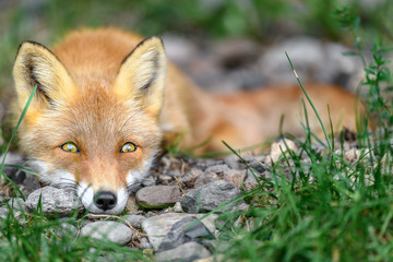 sleepy japanese red fox portrait - 321978886