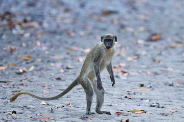 Vervet monkey (chlorocebus pygerythrus