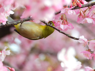 枝の奥で蜜を吸う可愛いメジロ