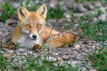 sleepy japanese red fox portrait - 321979251