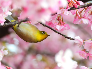 あそこの桜の蜜が美味しそうと思うメジロ