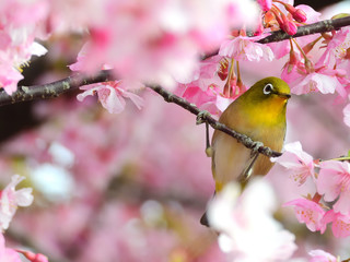 Fototapeta premium 河津桜の蜜を飲みに来た小さなメジロ