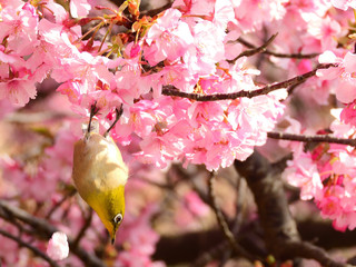河津桜の花びらに掴まる器用なメジロ