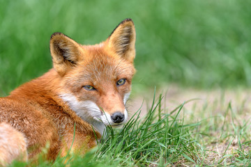 red fox close up portrait