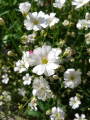 beautiful white flowers on a natural green background, summer day