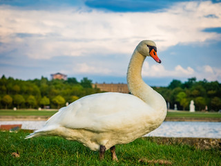 Swan