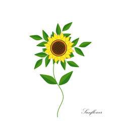 Bright yellow sunflower close-up with isolated leaves, vector illustration, white background