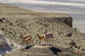 Mountain goats mothers and kids in the rocks