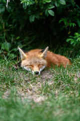 Hokkaido red fox sleeping on grass portrait
