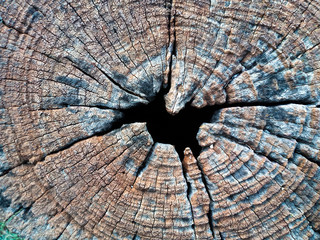 old tree stump backgrounds
