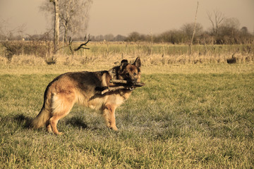 German Shepherd with a wooden stick