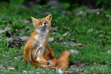 Fototapeta premium red fox scratching itself
