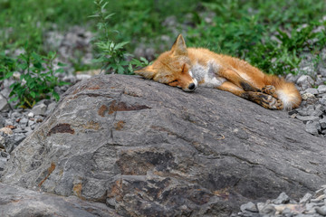 Japanese red fox sleeping on a rock