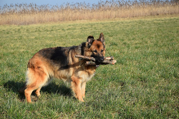 German Shepherd with a wooden stick