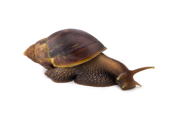 Terrestrial snail isolated on white