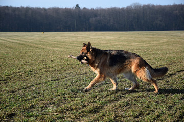 German Shepherd with a wooden stick