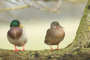 A pair of beautiful Mallard Ducks, Anas platyrhynchos, standing side by side on a branch in a tree.