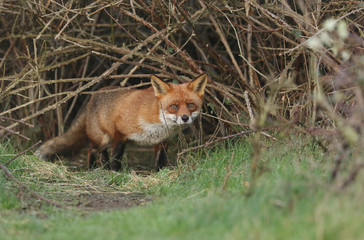 A magnificent wild Red Fox, Vulpes vulpes, emerging from its den at dusk to go hunting. 