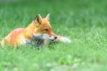 Naklejka na ściany i meble Hokkaido red fox sleeping on grass portrait