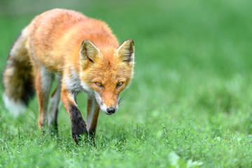 Hokkaido red fox sleeping on grass portrait