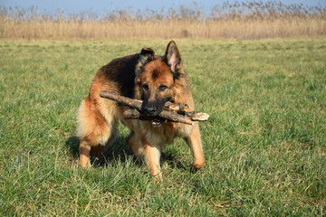 German Shepherd with sticks on the walk