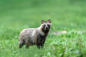 Tanuki Raccoon dog resting on the grass portrait