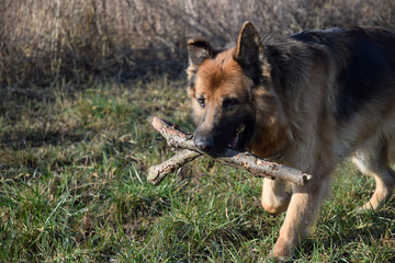 German Shepherd with sticks on the walk