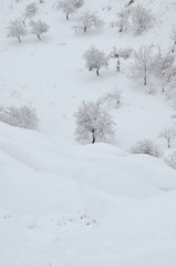 Beautiful winter scene of frozen trees with thick snow fall at Cappadocia.