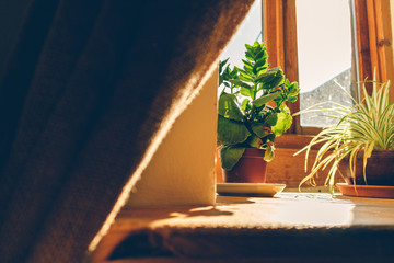Calm atmosphere of window with warm sunlight and small plant pots.
