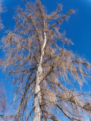 Hohe pyramidal Baumkrone einer Europäischen Lärche (Larix decidua) mit bloßen Zweigen unter einem blauen Himmel
