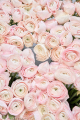 many layered petals. Persian buttercup. Bunch pale pink ranunculus flowers light background. Wallpaper