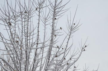 Fototapeta na wymiar A heavy snow fall during winter time at Cappadocia. Sparrows resting on the tree branches.
