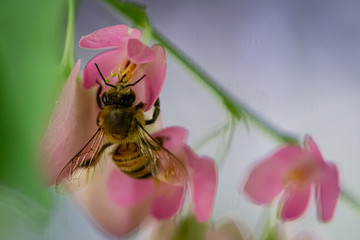 Abeja pecoreando