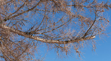 Obraz premium Europäischen Lärche (Larix decidua) mit bloßen Zweigen unter einem blauen Himmel